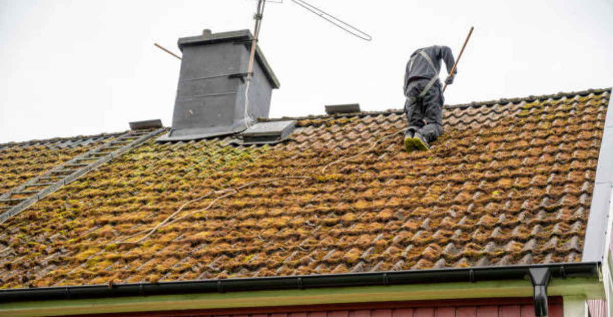 Moss on Roof: Causes, Removal, and Prevention Tips